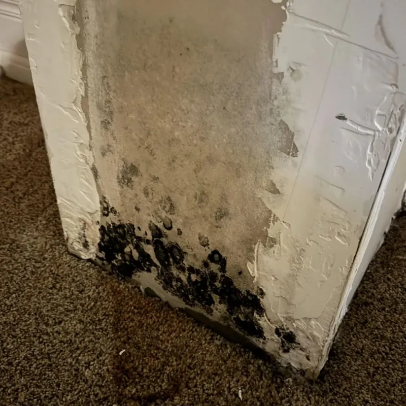 Professional Mold Removal in Calais, ME